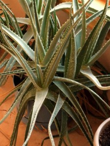 aloe-vera-bf-2008aug01-lah-057