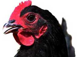 chicken_blkforestco_20100411_-lah_2028c1