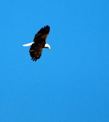Bald Eagle_BosquedelApacheNWR-NM_LAH_9465-002