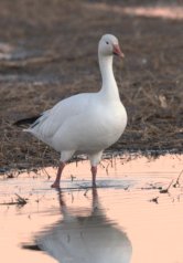 BosquedelApache-NM_LAH_8885