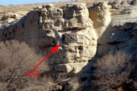 Golden Eagle nest_E ElPasoCo-CO_LAH_2104_filtered-001