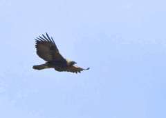 Golden Eagle_NE ElPasoCo-CO_LAH_3691