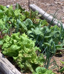 garden_home after fire_LAH_3976-1