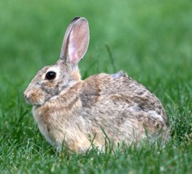 Eastern Cottontail_ColoSpgs_PLH_4029