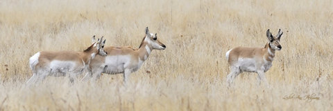 5x15 Pronghorn_LAH_9507-3x1_fil-rel