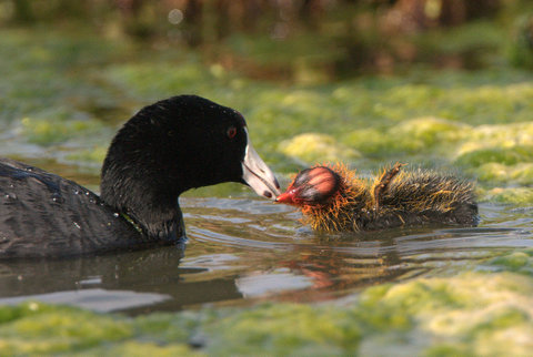 American Coot mothers recognize their own chicks, rejecting all others.