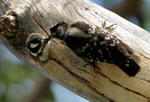 It takes both Downy Woodpecker parents to raise their fast-growing brood.