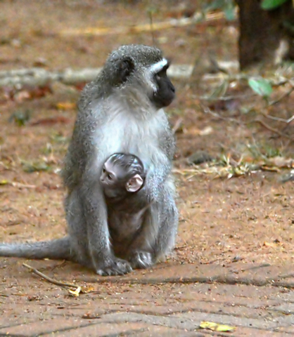 Attachment parenting is nothing new. This mother Vervet monkey carries its baby on its chest.