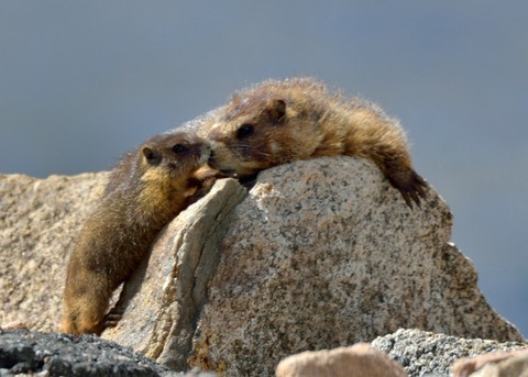 Yellow-bellied Marmots may have two to seven siblings. Two kids were enough for me!