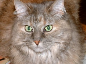 Misty 2003-03-28 001