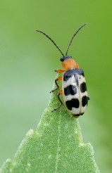 ChicoBasinRanch-CO_LAH_3943