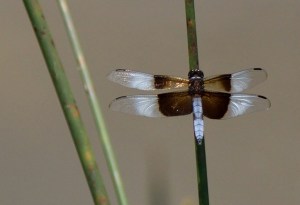 ChicoBasinRanch-CO_LAH_4294-001