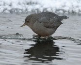 American Dipper_ElevenMileCanyon-CO_LAH_8917f