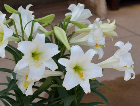 Lilium longiflorum_Easter Lily_DBG-CO_LAH_4375