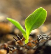 Lettuce seedling_LAH_9671