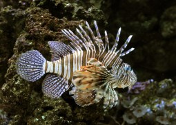 Lionfish_DenverAquarium_20091229_LAH_5874