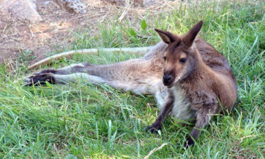 Wallaby_CheyenneMtnZoo-CO_Tim_1660