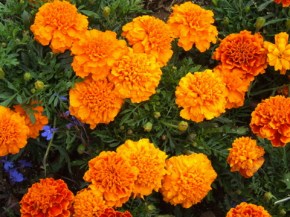 Tagetes - Marigolds @SantaFeGreenhouses 2008jun28 LAH 107