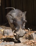 Warthog_DenverZoo_20091007_LAH_3369
