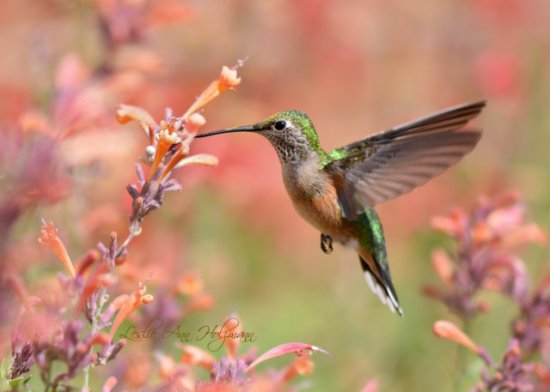 Rufous Hummingbird at Agastache_XG-CO_LAH_3613_filtered