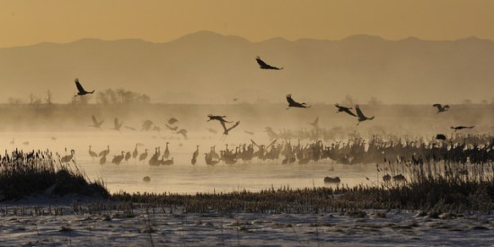 SandhillCranesdawn_MonteVistaNWR-CO_c2x1s